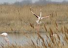 (30) Camargue